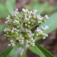 Knoxia sumatrensis (Retz.) DC.